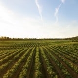 Image for Raising Capital for Agriculture Projects: Tips for Alberta Farmers