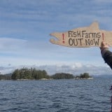 Image for Minister Announces Discovery Islands Open-Net Fish Farms Phase Out