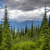 Image for British Columbia to Seek First Nations’ Consent on Forestry Planning