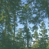Image for ‘N<u>a</u>m<u>g</u>is First Nation Enters Collaborative Forest Management Planning Process
