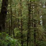 Image for ‘N<u>a̲</u>m<u>g̲</u>is Working with B.C. Government on New Forestry Agreement